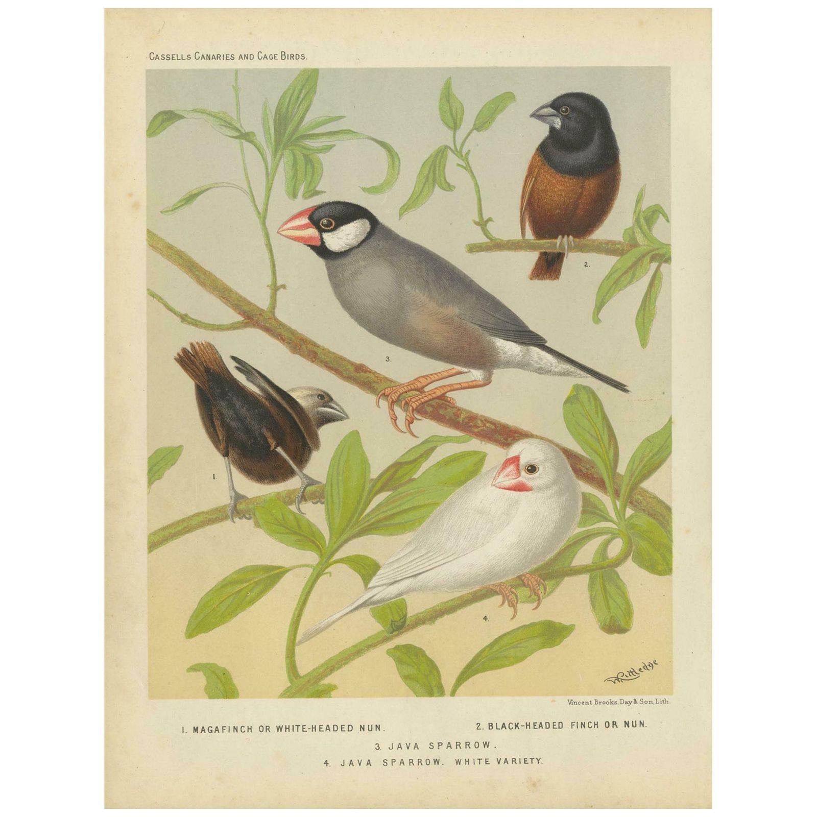 Antique Bird Print Of The White Headed Munia, Chesnut Munia And Java Sparrow