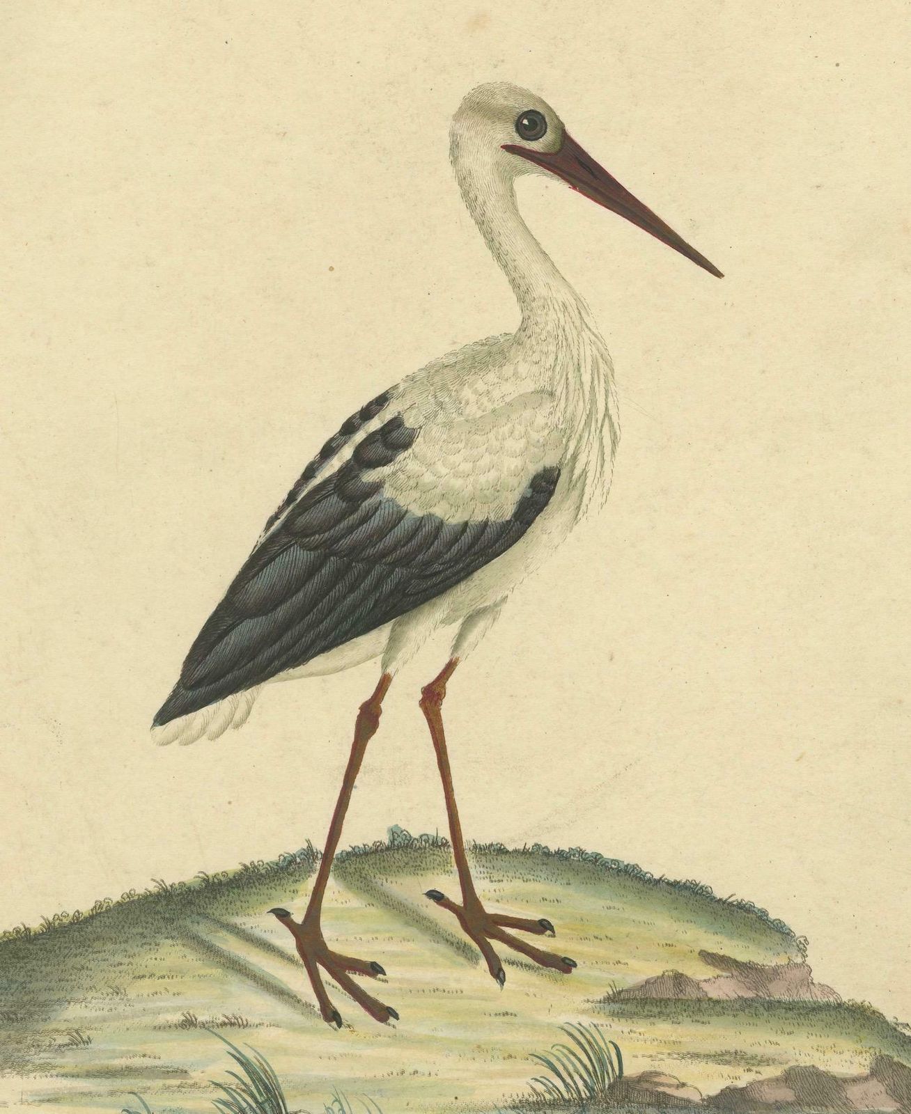 The Elegance Of The White Stork Engraved And In Original Hand Coloring, 1794 photo furniture