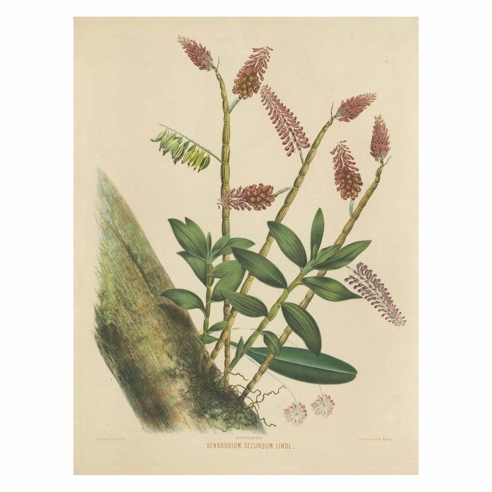 Orchid Splendor: Big Chromolithographic Legacy From The Dutch East Indies, 1854 photo vinterior