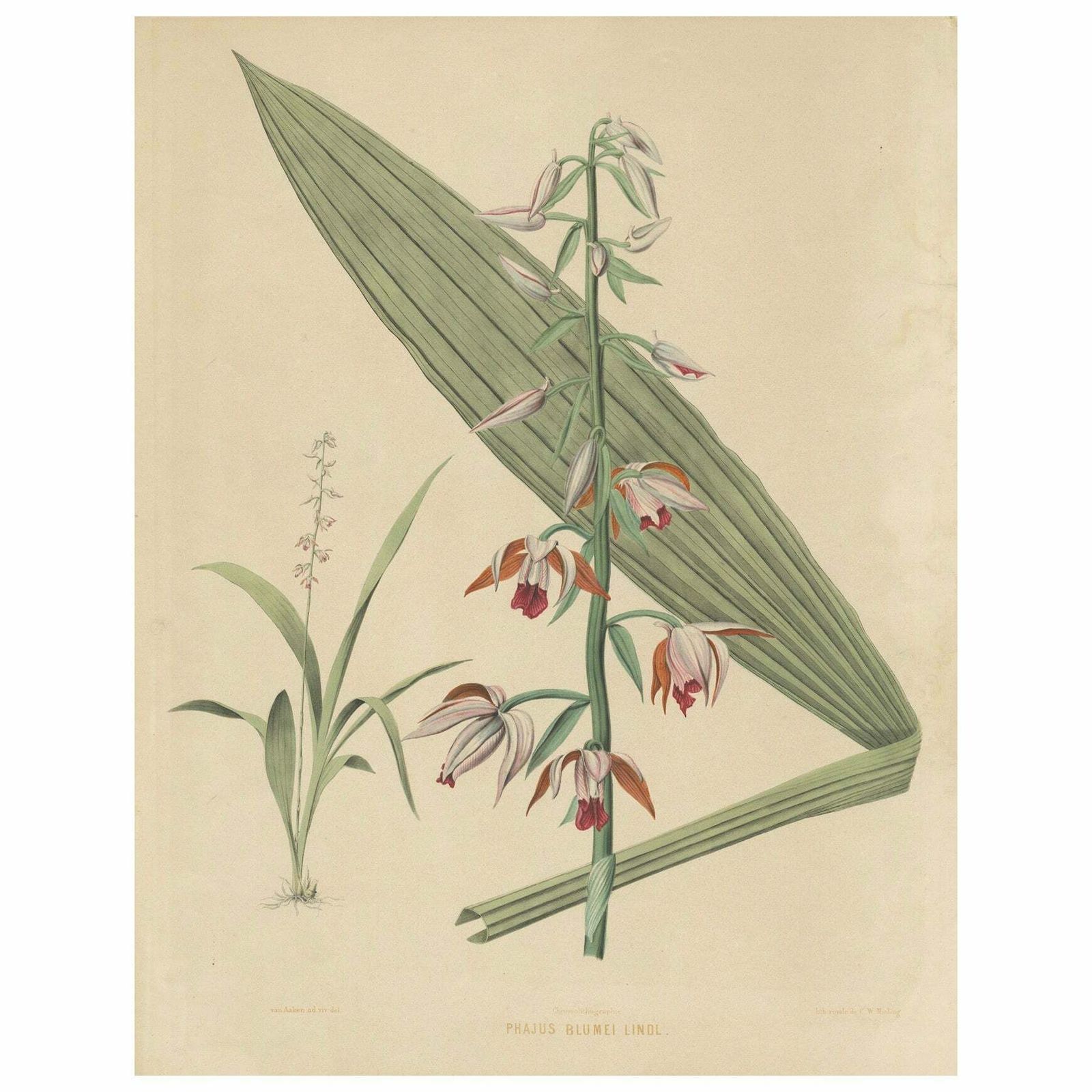 Large Masterpiece Of Botanical Illustration From The Dutch East Indies, 1854 photo furniture