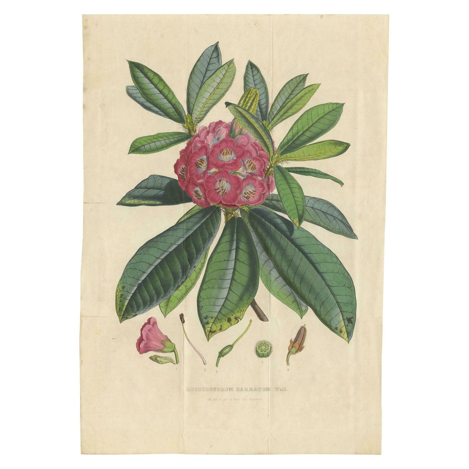Antique Botany Print Of The Rhododendron Barbatum By Van Houtte, 1849