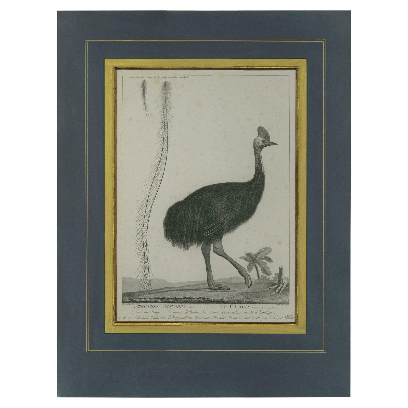 Antique Print Of A Cassowary Bird By Miger 'C.1808'