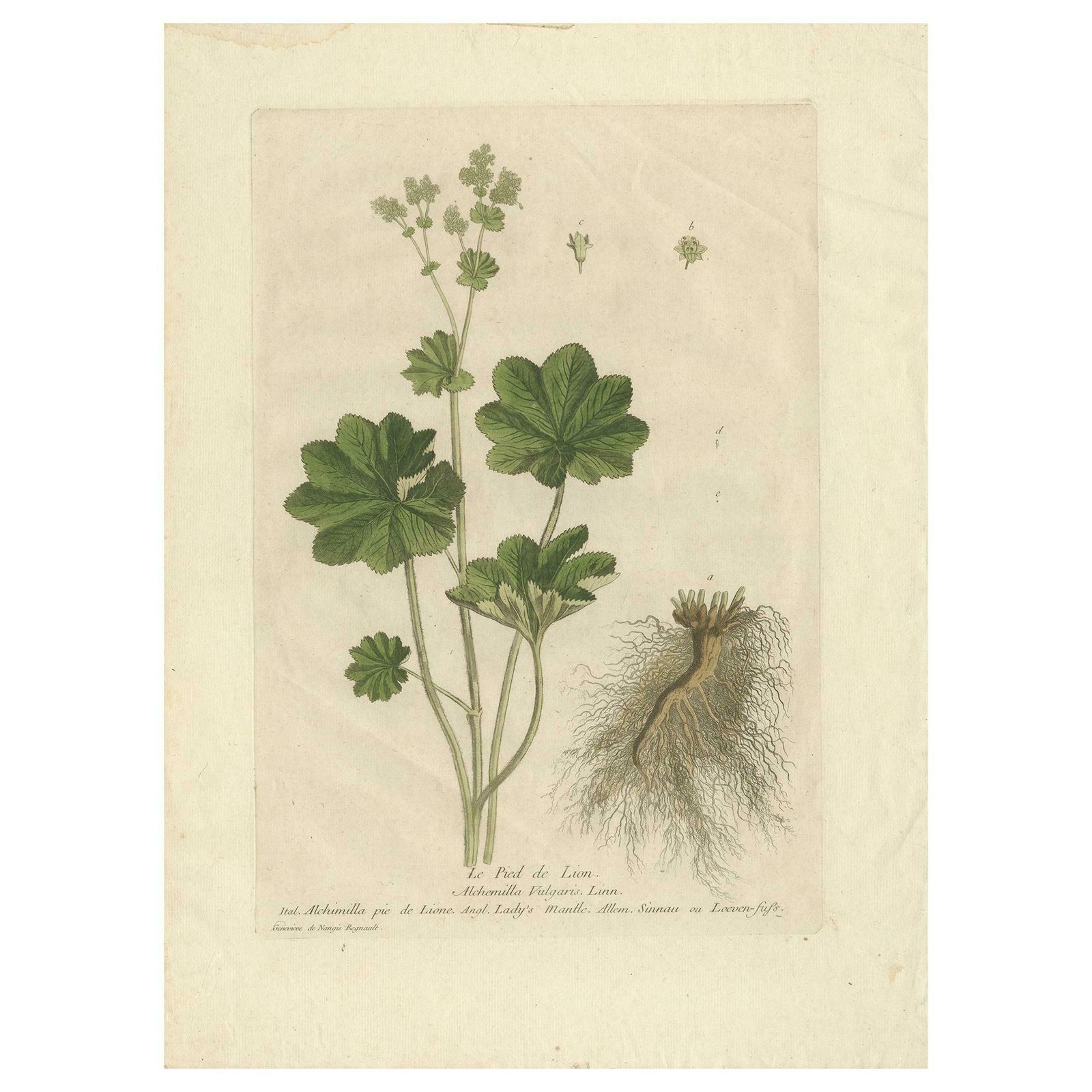 Antique Botany Print Of Alchemilla By Regnault, 1774