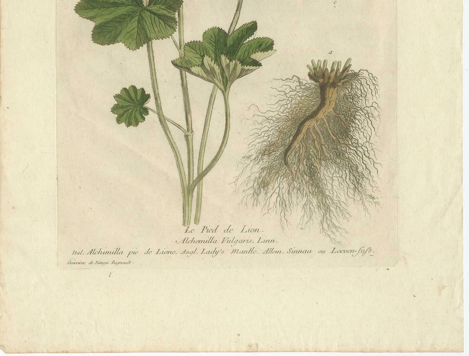 Antique Botany Print Of Alchemilla By Regnault, 1774 photo Art