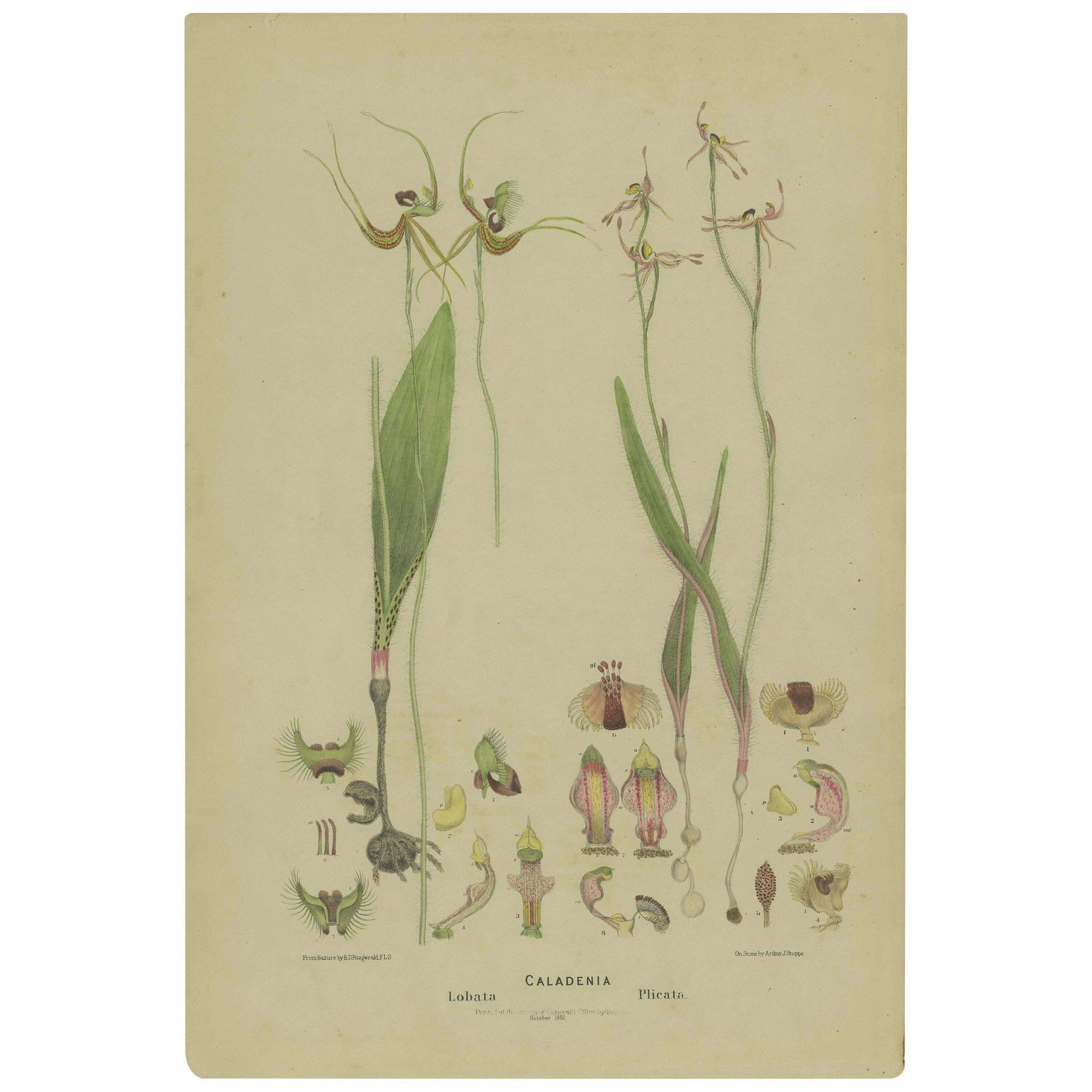 Antique Botany Print Of The Butterfly Orchid & Crab Lipped Spider Orchid '1884