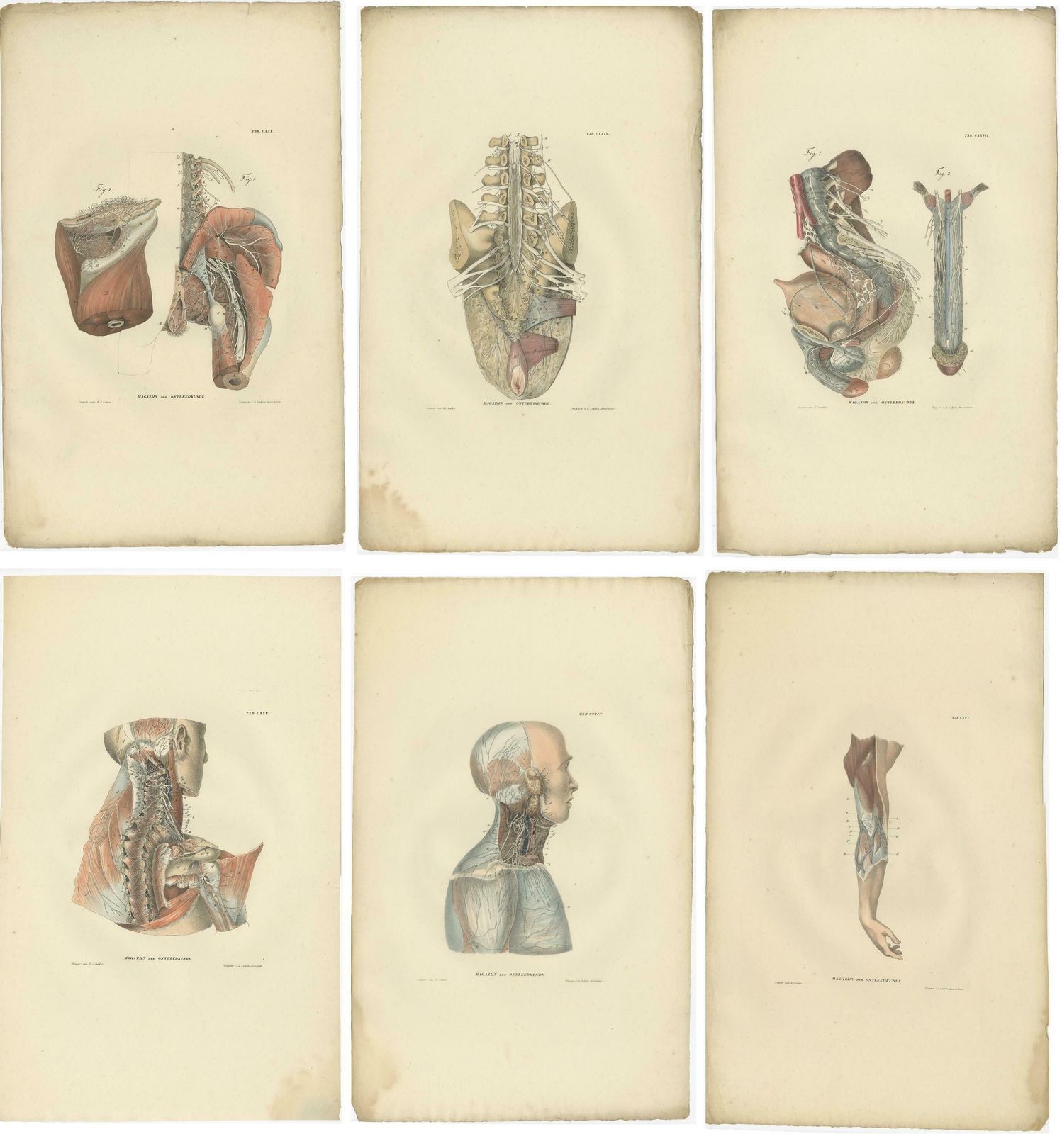 Set Of 23 Antique Anatomy Prints Of The Nervous System '1839' photo furniture