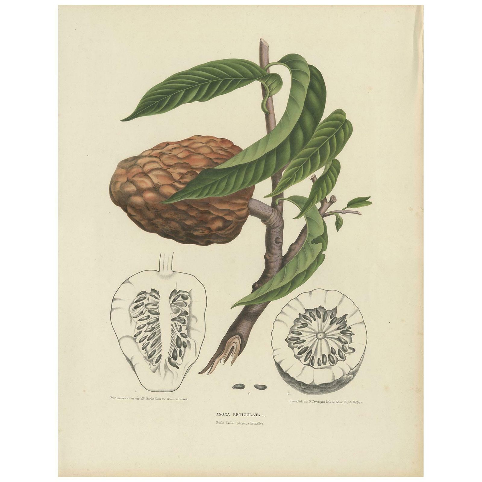 Antique Botany Print Of The Annona Reticulata By Van Nooten, Circa 1875