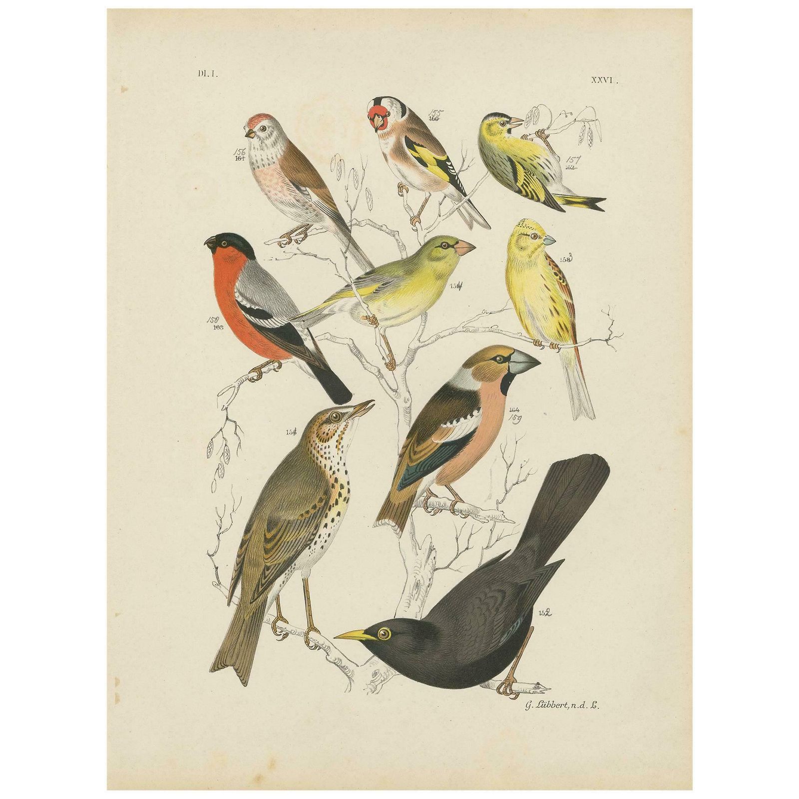Antique Bird Print Of The Goldfinch, Common Blackbird And Bullfinch (1886)