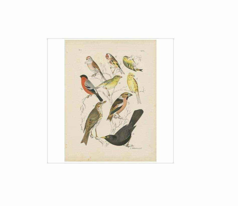 Antique Bird Print Of The Goldfinch, Common Blackbird And Bullfinch (1886) photo for sale