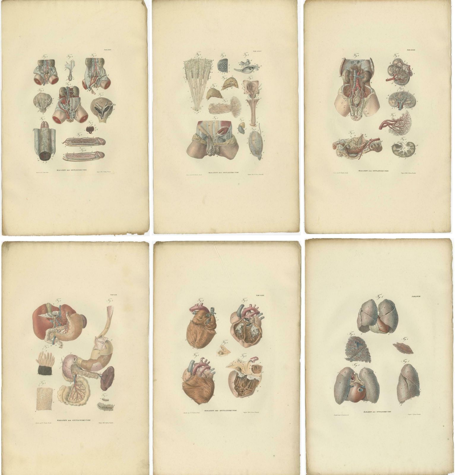 Set Of 27 Antique Anatomy Prints Of Splanchnology, 1839 photo furniture