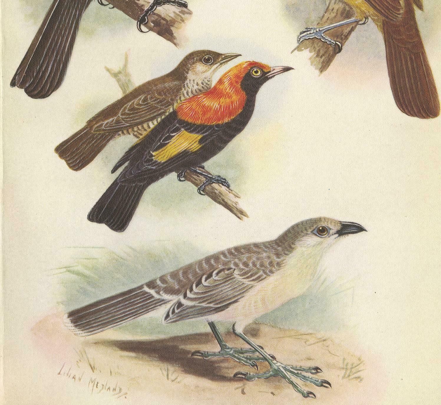 Antique Print Of The Archbold's Bower Bird, Crested Golden Bird And Other, 1950 photo for sale