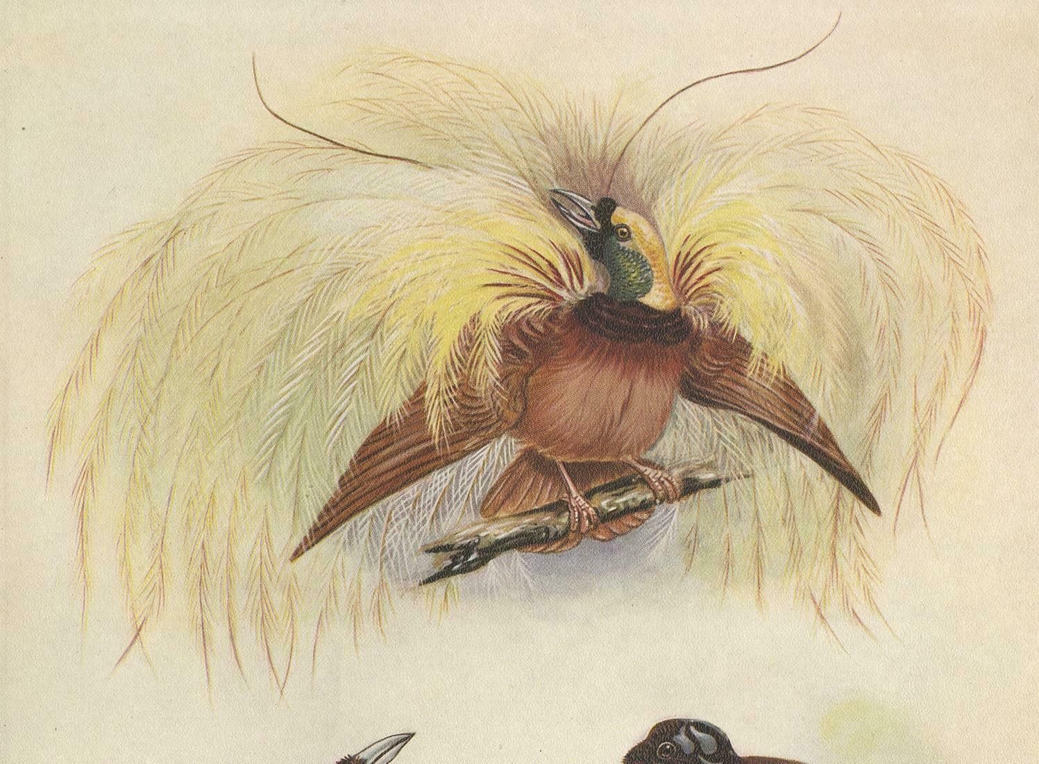 Antique Print Of The Greater Bird Of Paradise & The Bare Headed Little King photo furniture
