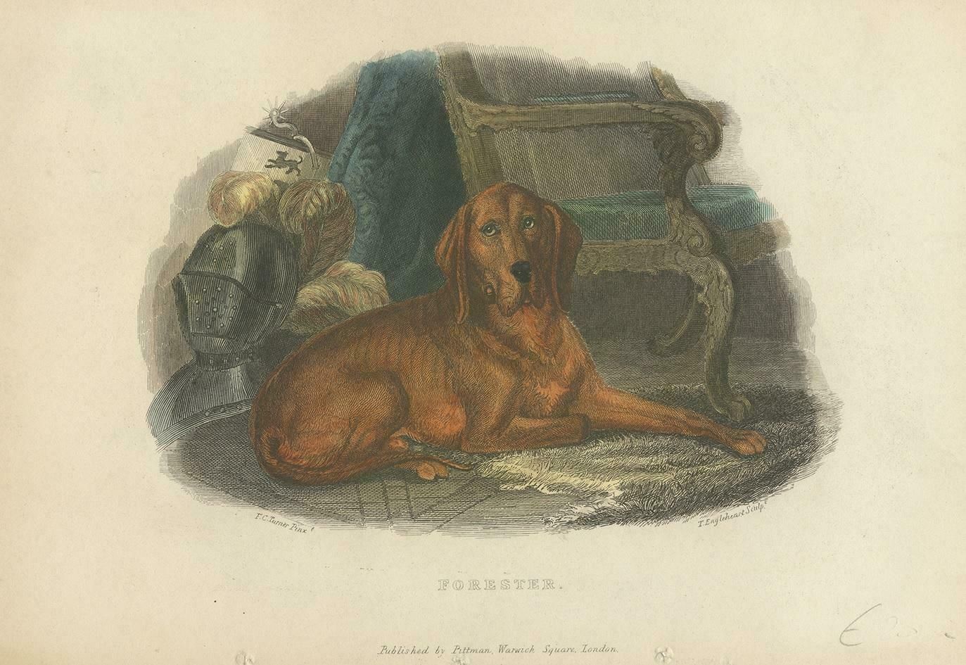 Antique Print Of A Hound Dog By Pittman, 'Circa 1835' photo for sale