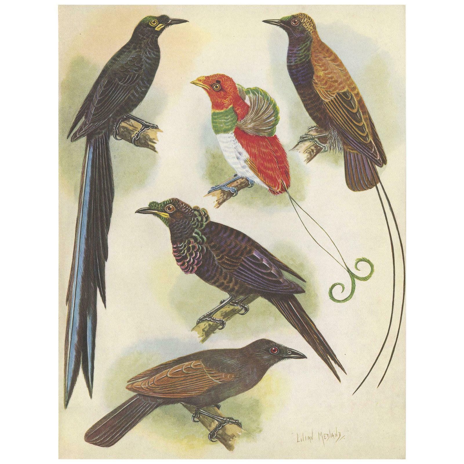 Antique Print Of The False Lobed Longtail And Others, 1950