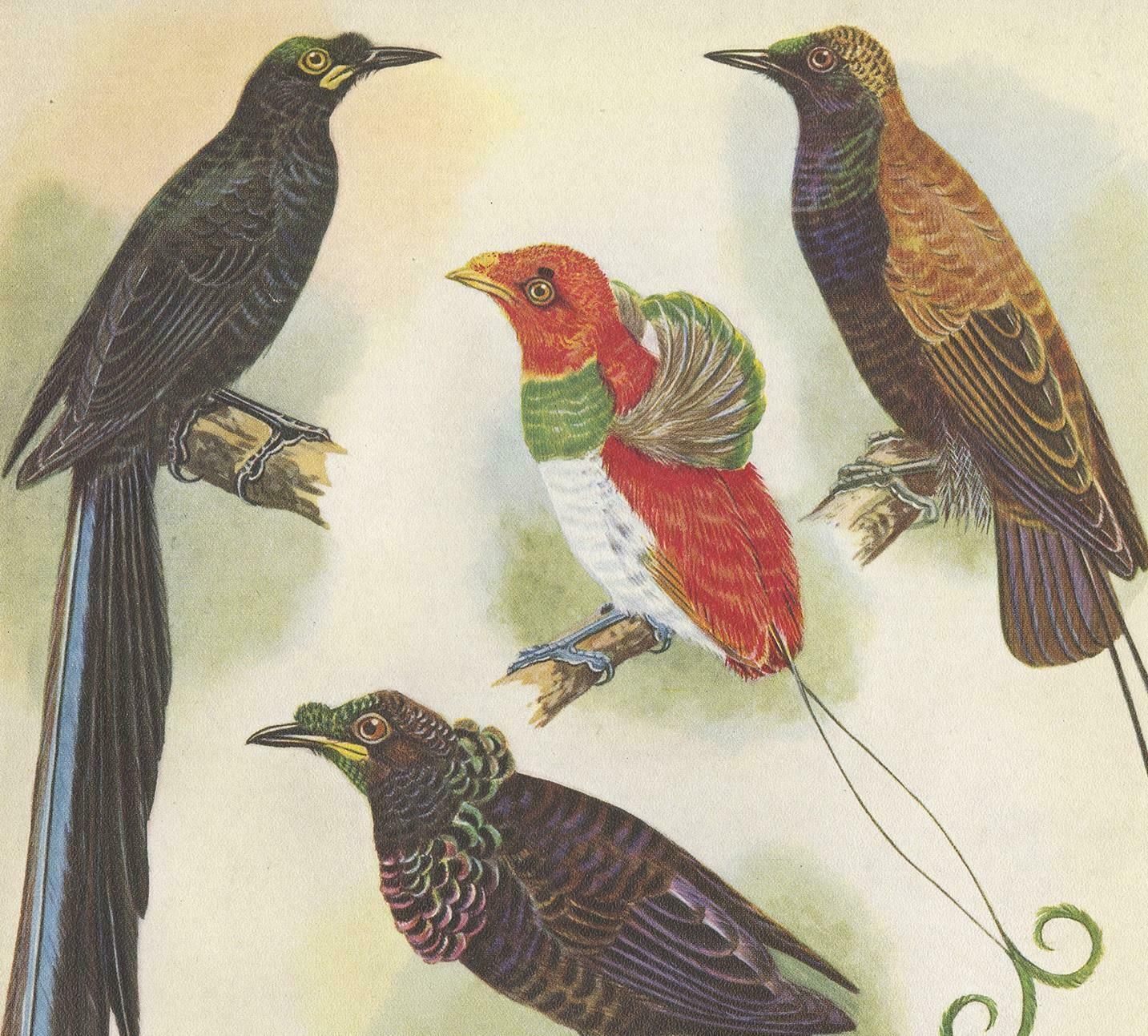 Antique Print Of The False Lobed Longtail And Others, 1950 photo furniture