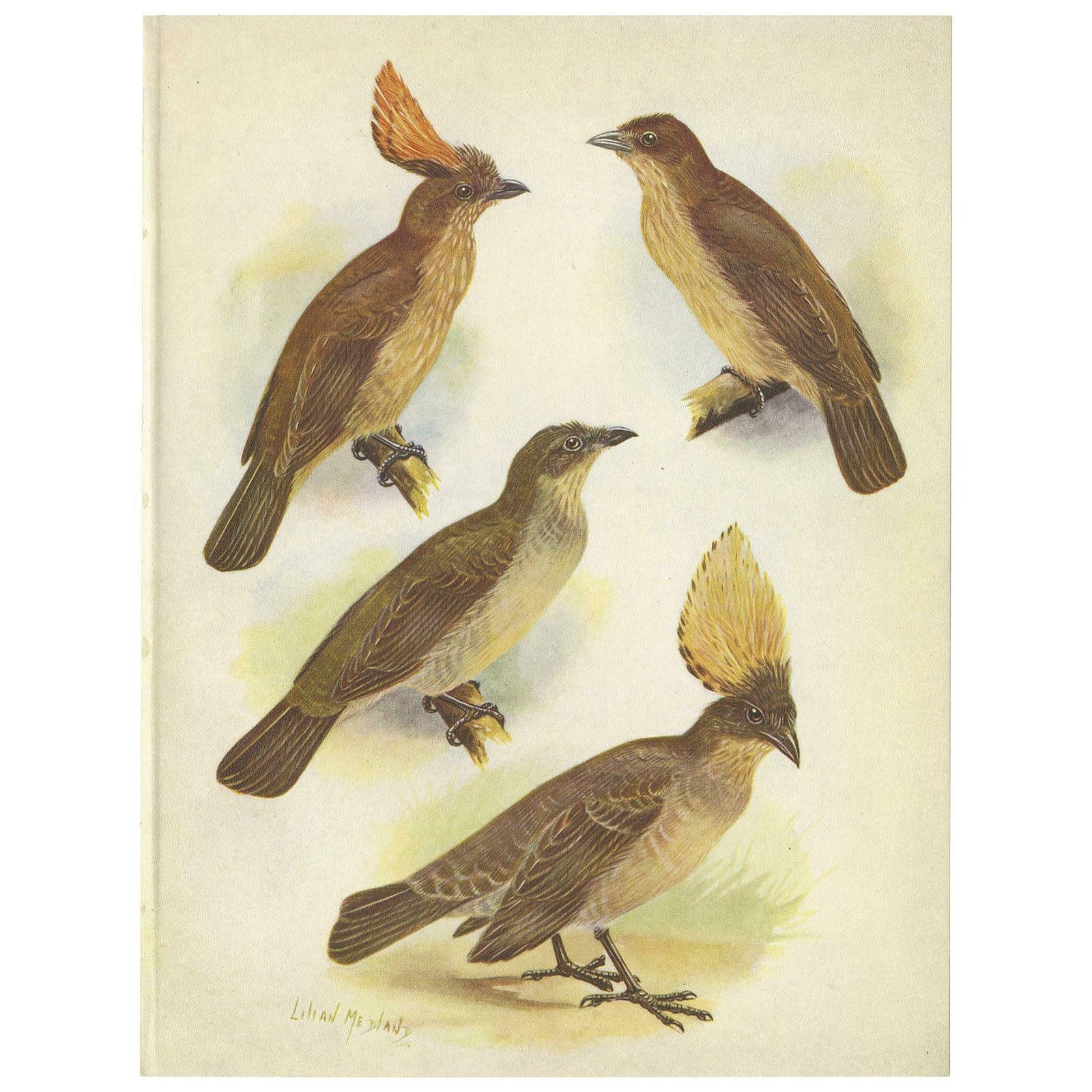 Antique Print Of The Orange Crested Gardener Bird & The Crested Gardener '1950'