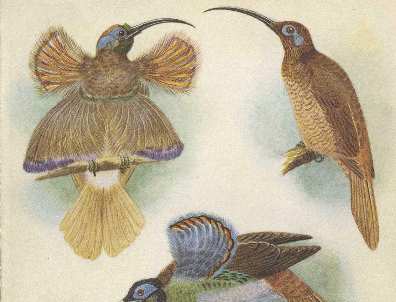Antique Print Of The Red Sickle Billand And The White Billed Sickle Bill, 1950 photo furniture