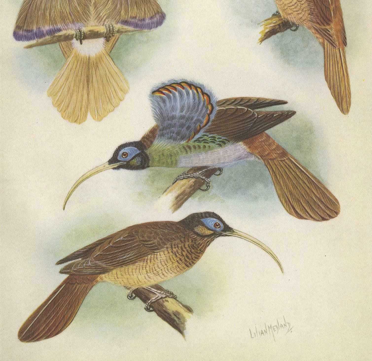 Antique Print Of The Red Sickle Billand And The White Billed Sickle Bill, 1950 photo for sale