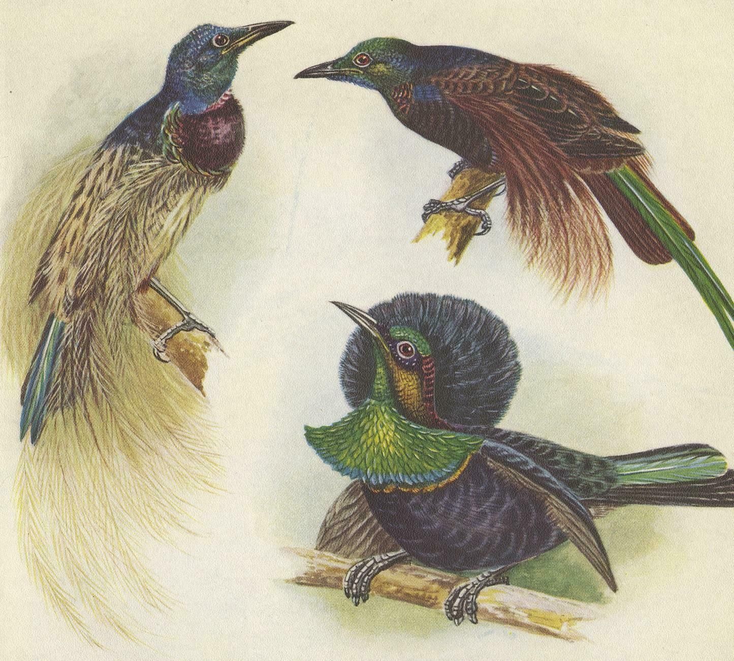 Antique Print Of The Bensbach's Rifle Bird And Others, 1950 photo furniture