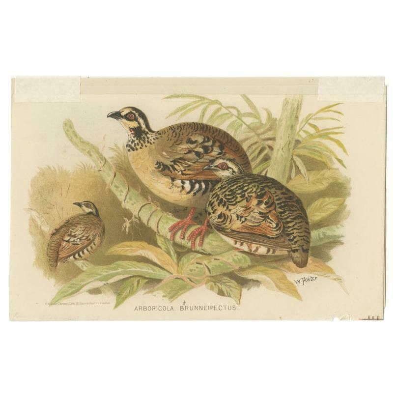 Antique Bird Print Of The Brown Breasted Hill Partridge By Hume & Marshall, 1879