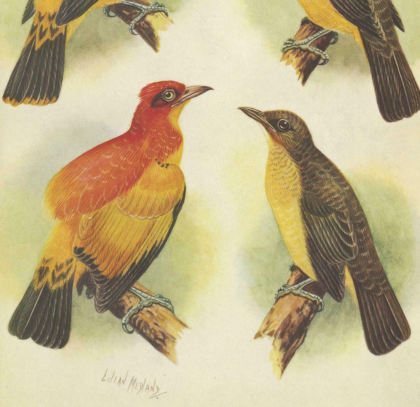 Antique Print Of The Golden Bird And The Yellow Throated Golden Bird, 1950 photo for sale