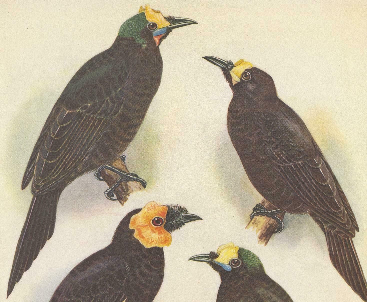 Antique Print Of The Wattled Bird Of Paradise And Others, 1950 photo furniture