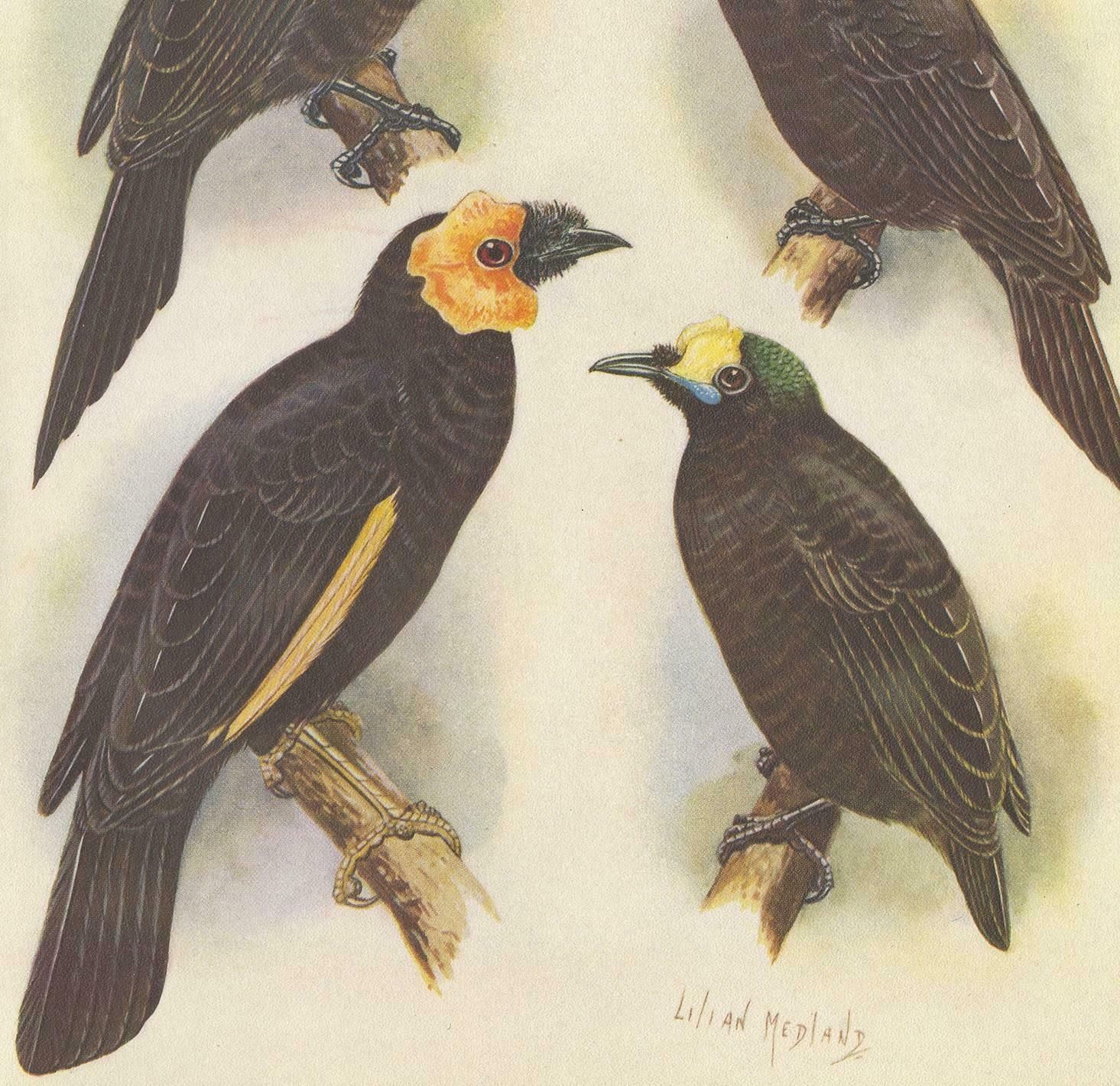 Antique Print Of The Wattled Bird Of Paradise And Others, 1950 photo for sale