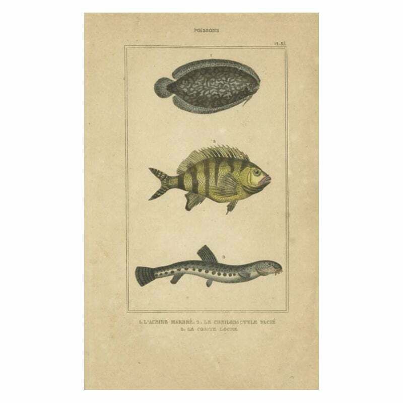 Antique Print Of The Tonguefish And Other Fish Species, 1844