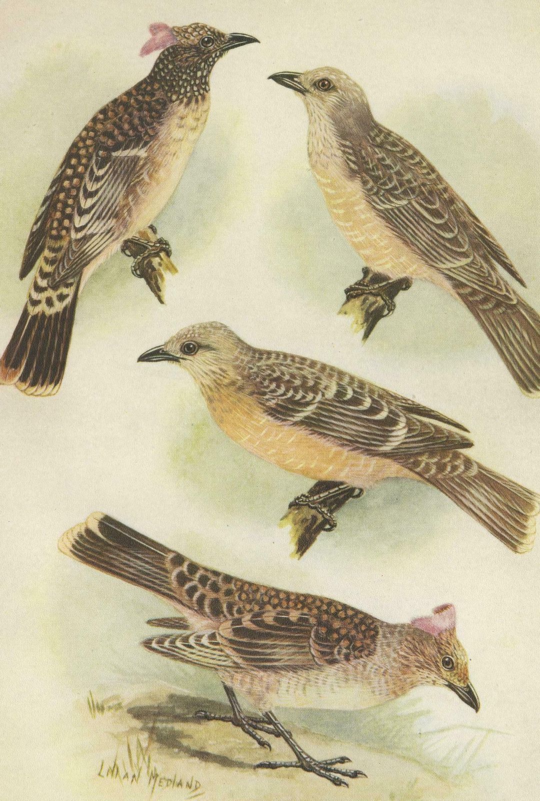 Antique Print Of The Spotted Bower Bird And Fawn Breasted Bower Bird, 1950 photo Art