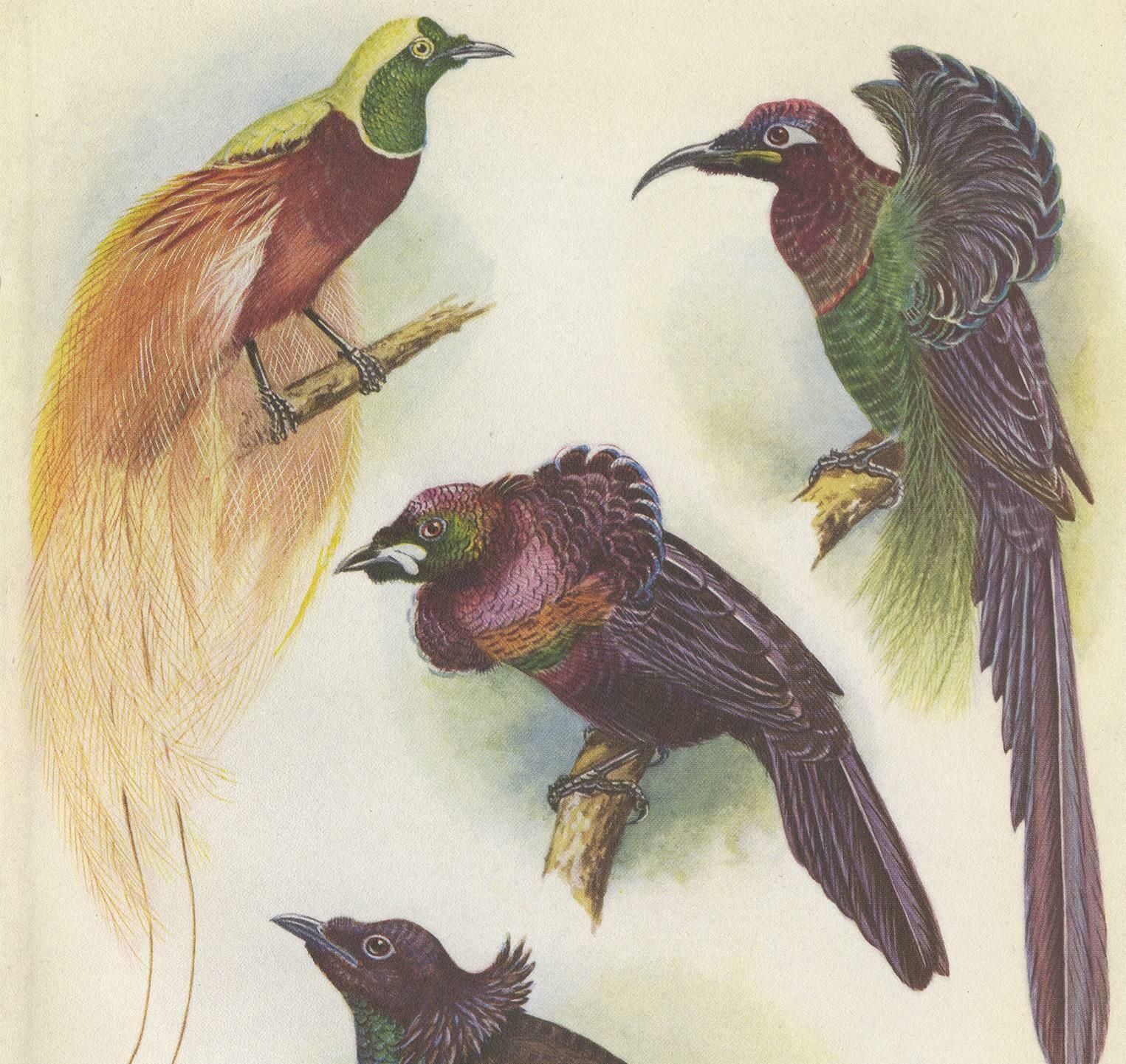 Antique Print Of The Mrs Reichenow's Bird Of Paradise And Others, 1950 photo furniture