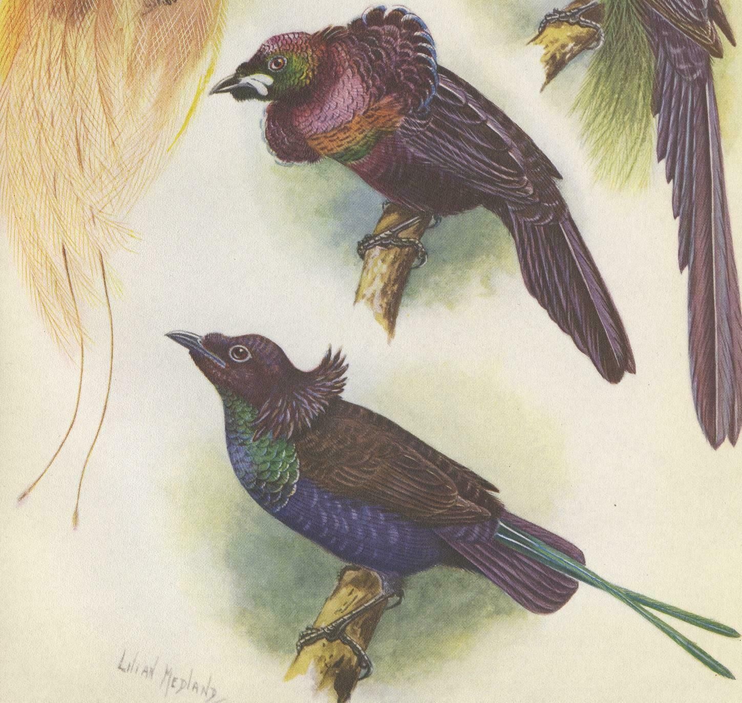 Antique Print Of The Mrs Reichenow's Bird Of Paradise And Others, 1950 photo for sale