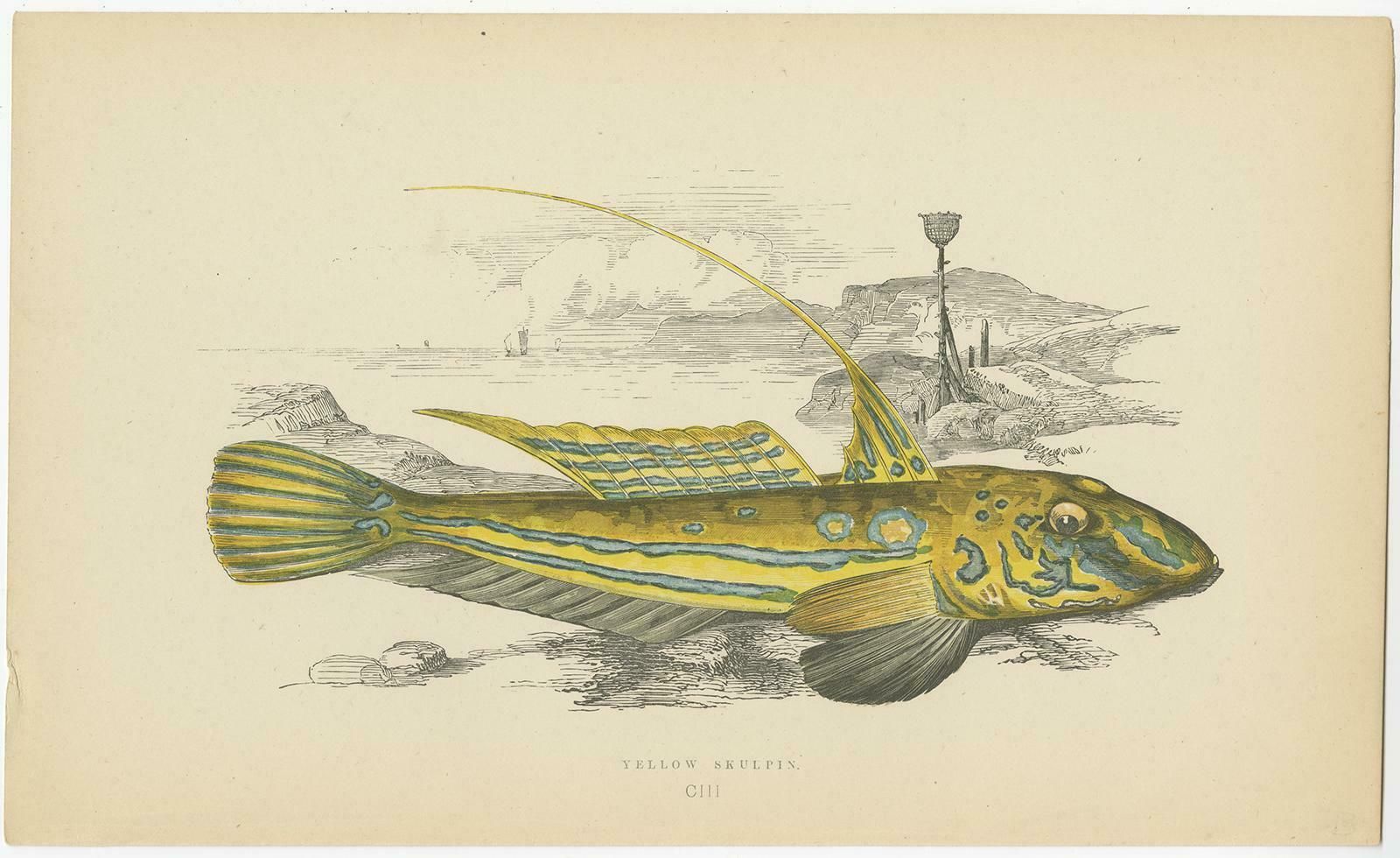 Antique Print Of The Yellow Skulpin Fish By J. Couch, Circa 1870 photo furniture