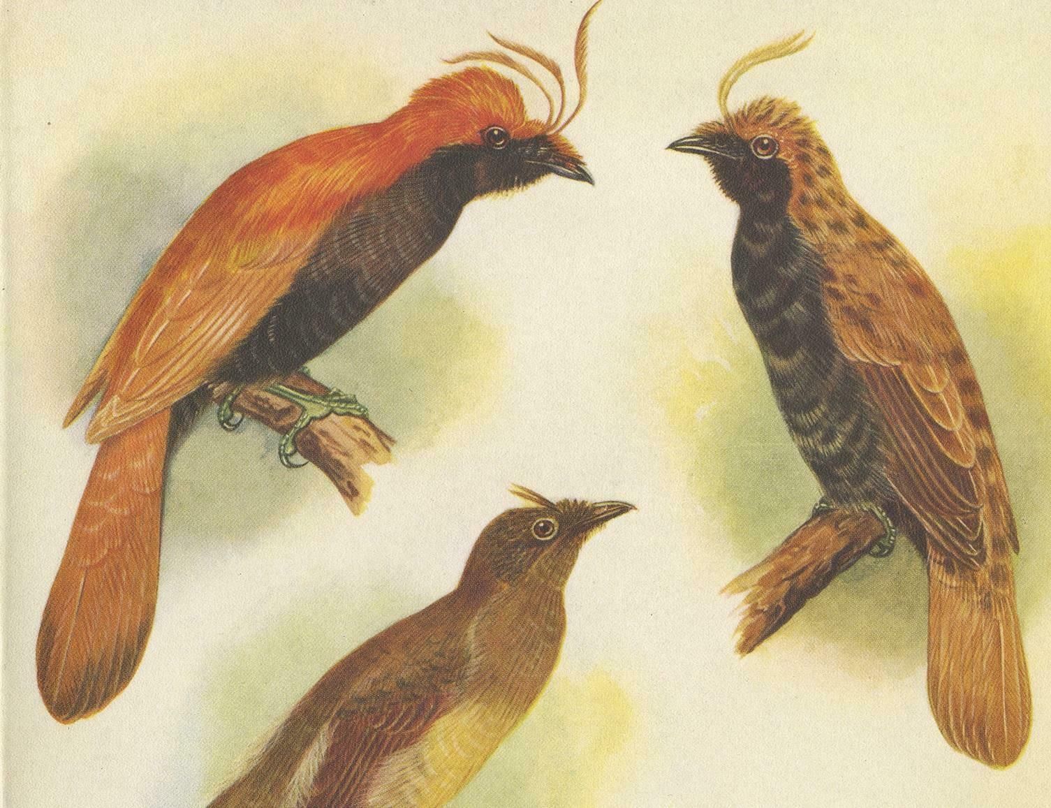 Antique Print Of Various Crested Golden Bird & Lauterbachs Bower Bird, 1950 photo furniture