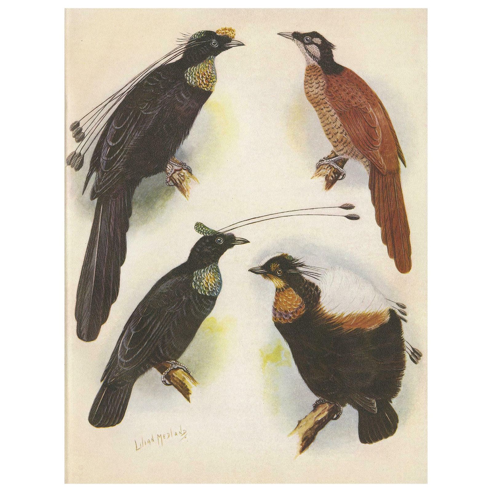 Antique Print Of The Wahnes' Six Plumed Bird Of Paradise And Others, 1950