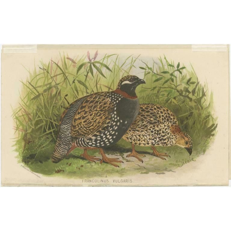 Antique Bird Print Of The Black Partridge By Hume & Marshall, 1879