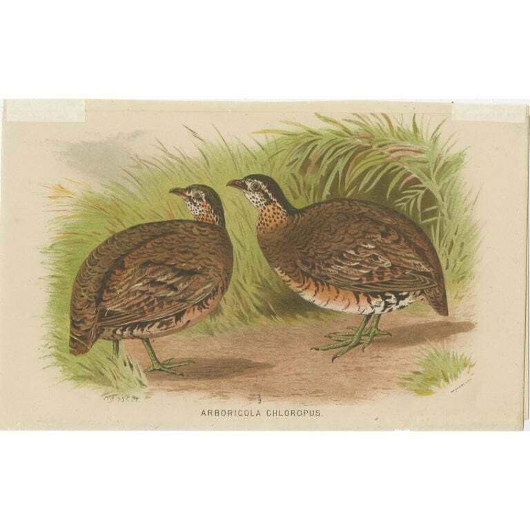 Antique Bird Print Of The Green Legged Wood Partridge By Hume & Marshall, 1879
