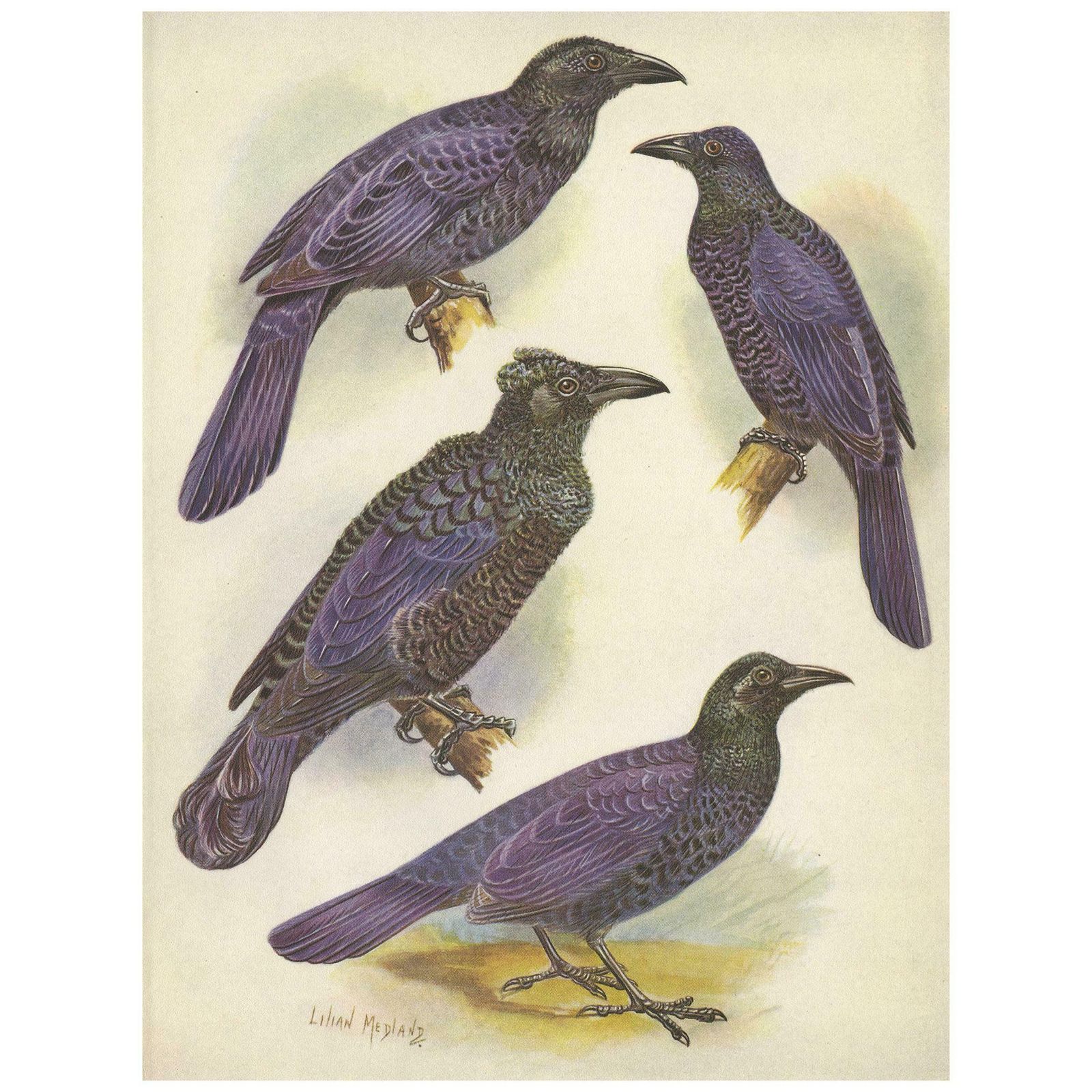Antique Print Of The Glossy Mantled Manucode And Others '1950'