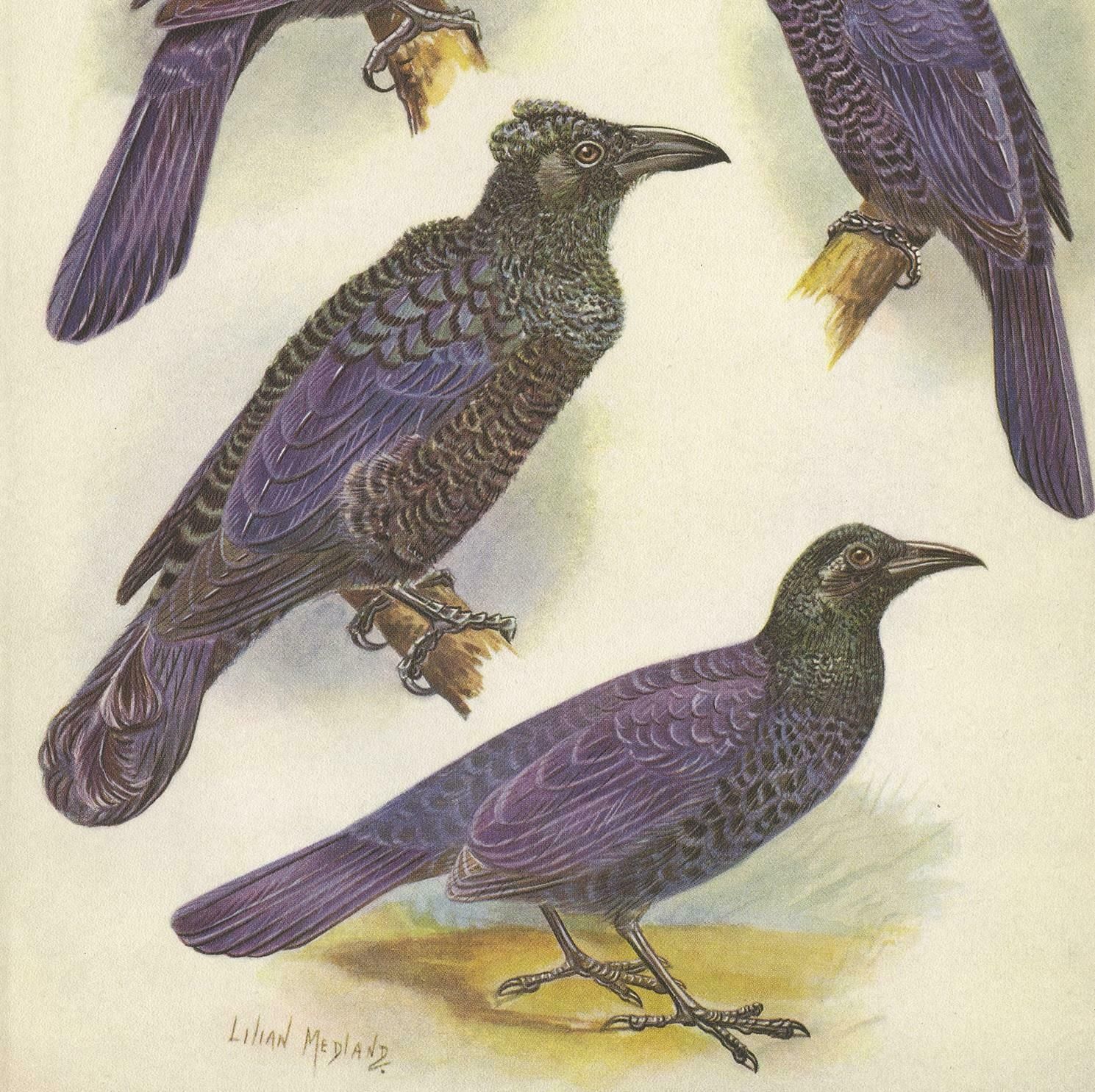 Antique Print Of The Glossy Mantled Manucode And Others '1950' photo for sale