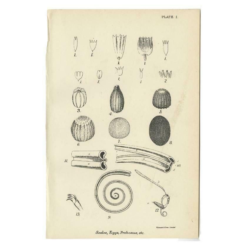 Antique Print Of Scales, Eggs And Proboscis, 1896