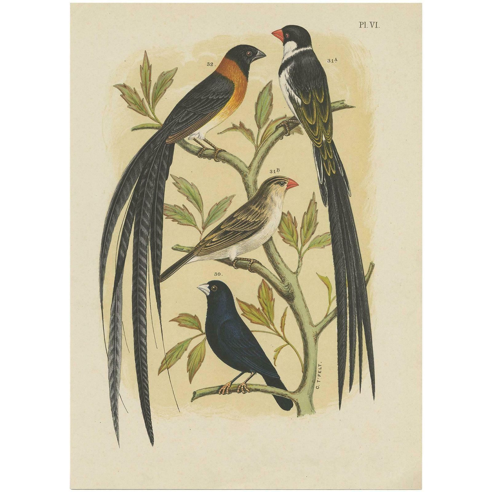 Antique Bird Print Of The Whydahbird And Others By A. Nuyens, 1886