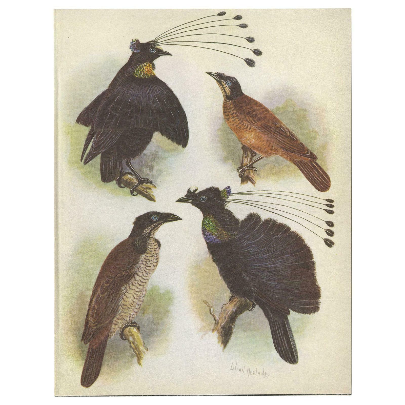 Antique Print Of The Lawes Six Plumed Bird Of Paradise And Others, 1950