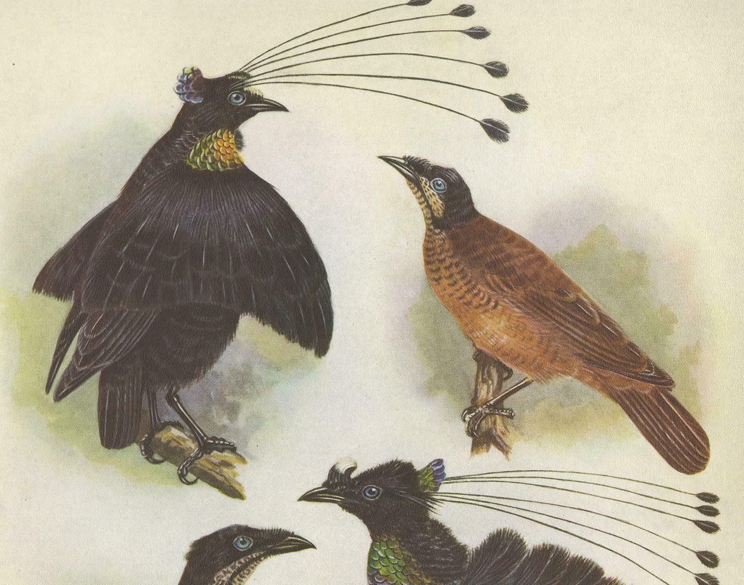 Antique Print Of The Lawes Six Plumed Bird Of Paradise And Others, 1950 photo furniture