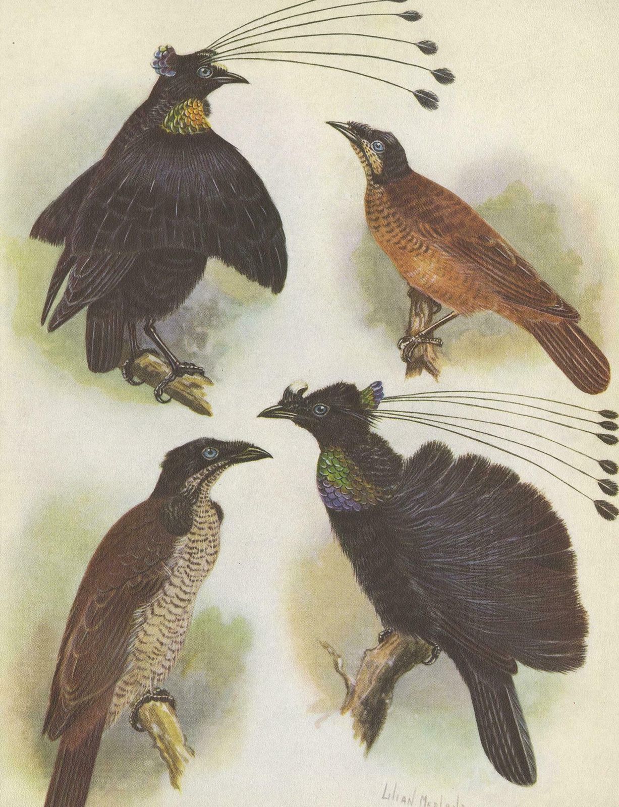Antique Print Of The Lawes Six Plumed Bird Of Paradise And Others, 1950 photo Art