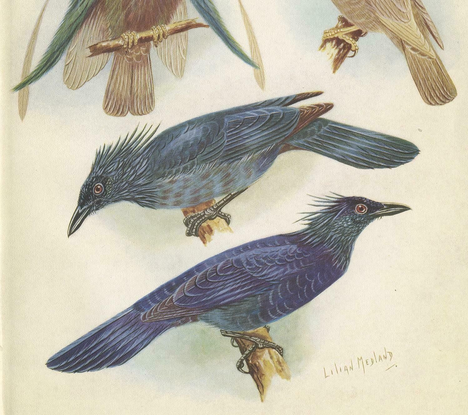 Antique Print Of The Standard Wing And The Trumpet Bird '1950' photo for sale