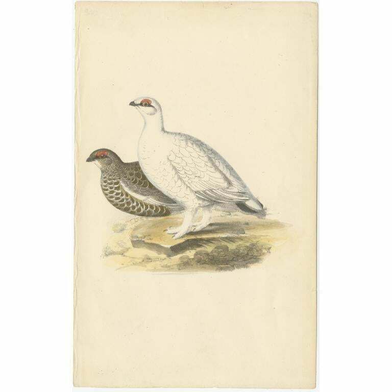 Antique Bird Print Of The Rock Ptarmigan, C.1840