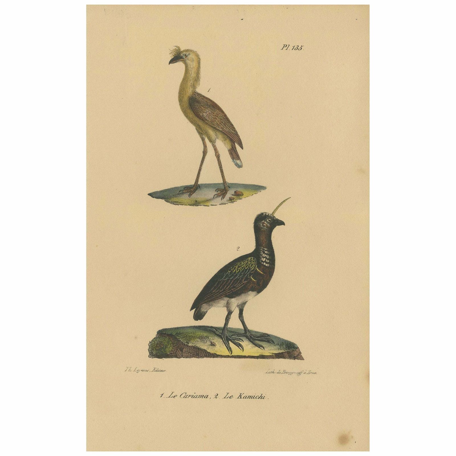 Pl. 135 Antique Bird Print Of A Seriema & Kamichi By Lejeune 'C.1830'