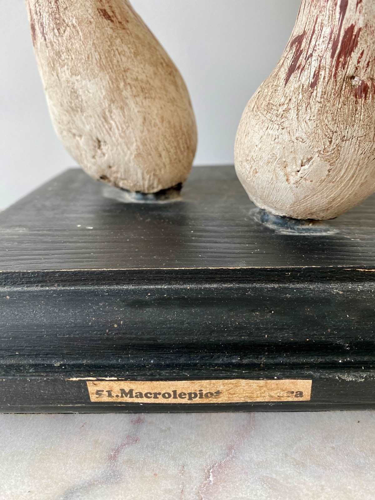 Vintage Study Aid Of Mushroom, Late 20th Century photo for sale