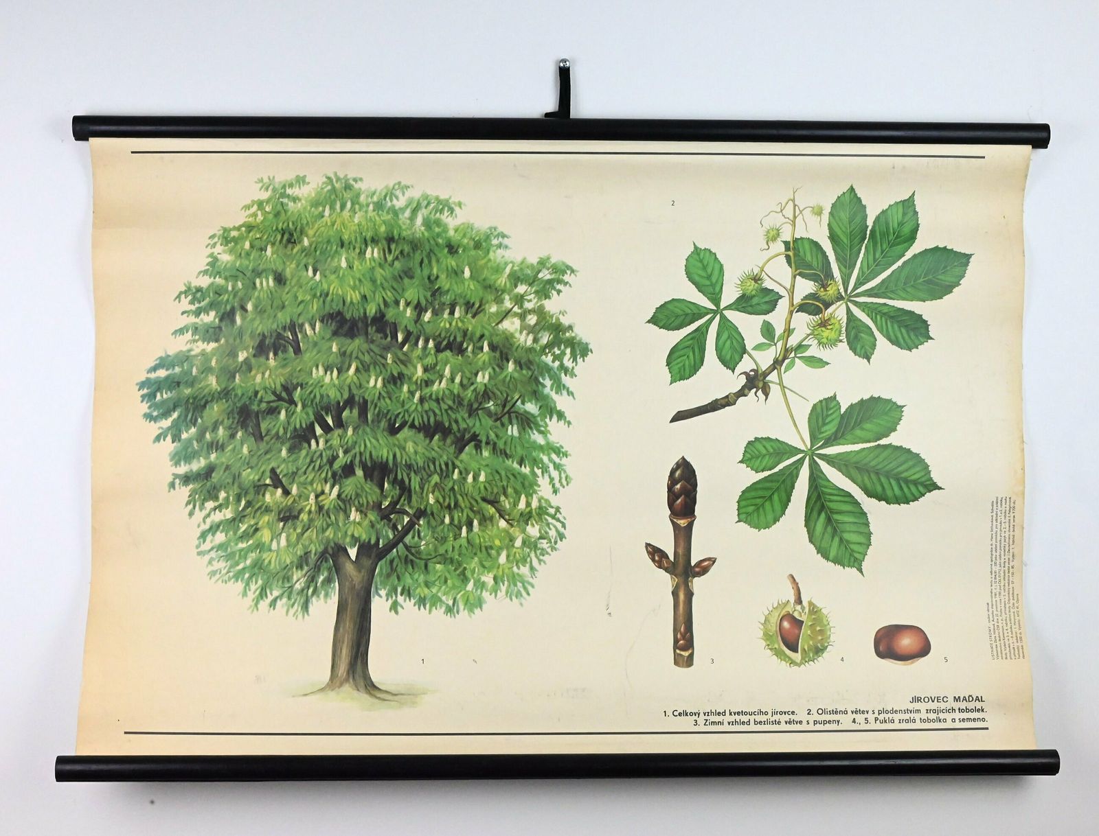 Vintage School Chart, School Chart, Botanical School Chart, Pull Down Chart, Vinatge School Poster, School Map, Botanical Educational Poster