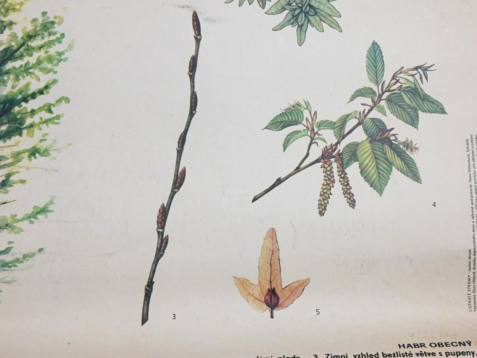 Vintage Educational Chart, Czechoslovakia Botanical School Chart, Vintage School Pull Down Chart, Vintage School Chart, Botanical Poster photo furniture