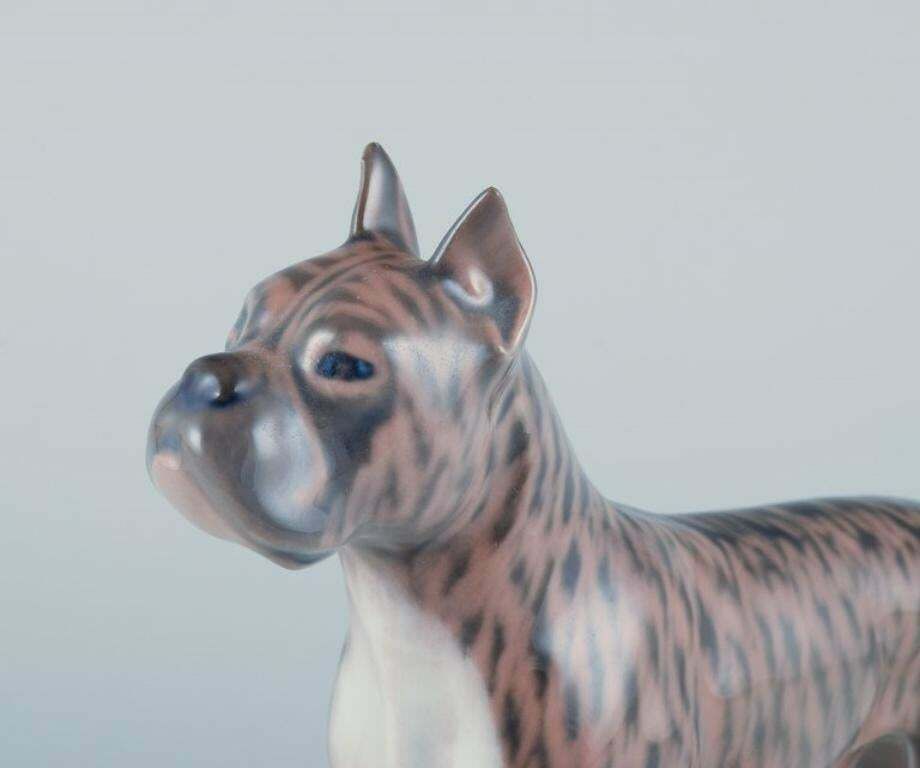 Royal Copenhagen, Porcelain Dog, Standing Boxer. Design By Holger Christensen photo for sale
